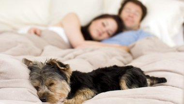 Собака в постели поможет вам спать спокойнее