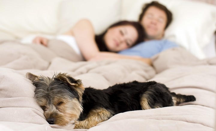 Собака в постели поможет вам спать спокойнее