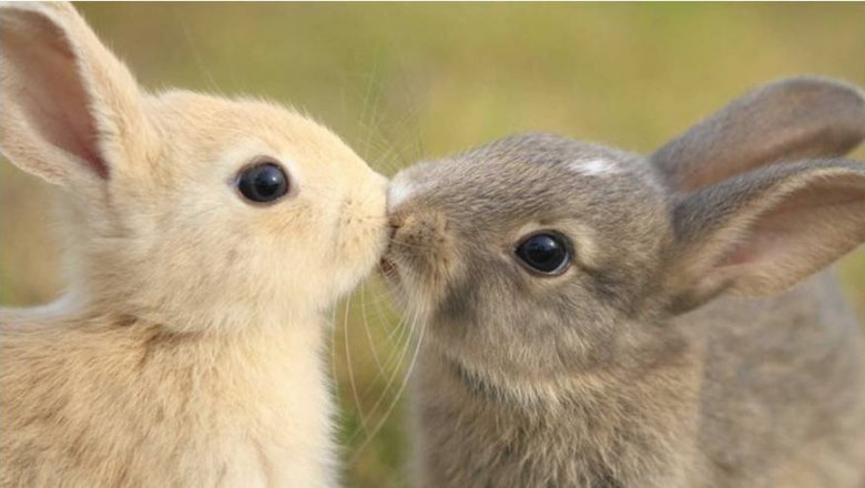 Что может быть милее целующихся животных?