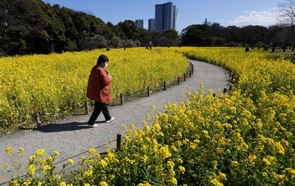 Токио расцвел яркими желтыми красками с приходом весны