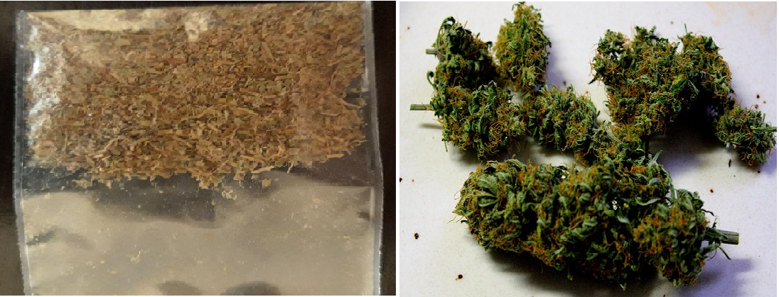 Разница между гашишем и марихуаной семена автоцветущей конопли наложенным платежом