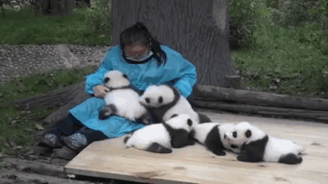Пандам тоже нужны обнимашки.