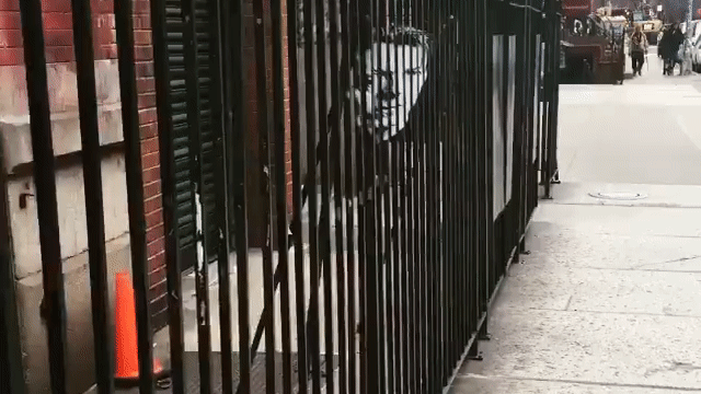 Неожиданная пасхалочка для фанатов Боуи притаилась на одной из улиц Нью-Йорка