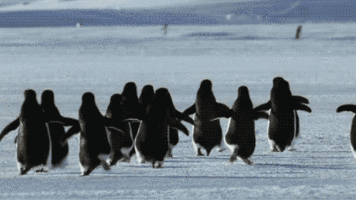 Отметки для пингвинов