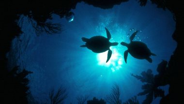 Многие виды морских черепах находятся под угрозой исчезновения