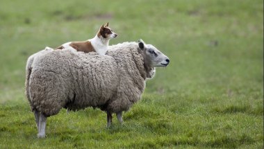 Овцы и собаки - лучшие друзья