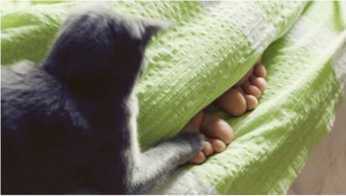 Торчащие из-под одеяла ноги - это не только прекрасная игра для вашего котика, но и отличный способ поскорее заснуть