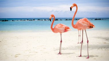Розовые фламинго прекрасно смотрятся на песчаном пляже