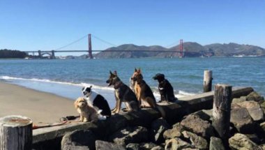 Собаки позируют возле Золотых Ворот