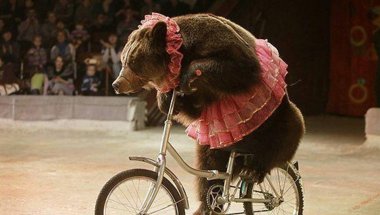 Встречали вы  медведя на велосипеде вне цирка?