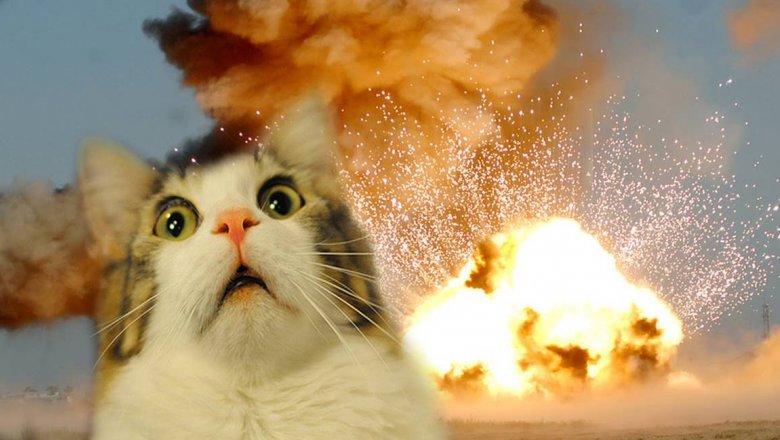 Крутые коты не смотрят на взрыв, даже если это Falcon 9