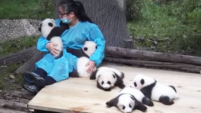 Пандам тоже нужны обнимашки.