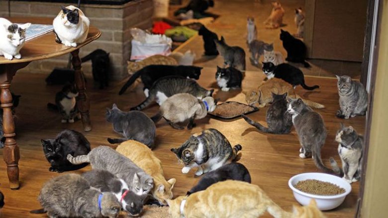 И хотя, когда Линеа переехала в трейлер, она поклялась себе, что там не будет котов, сейчас там обитает 20 котят и 4 щенка