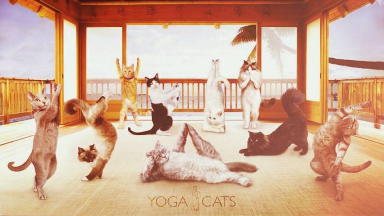 Котики могли бы быть хорошими тренерами по йоге