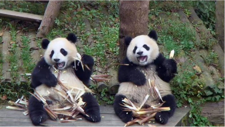 Бамбук - любимая вкусняшка для панды