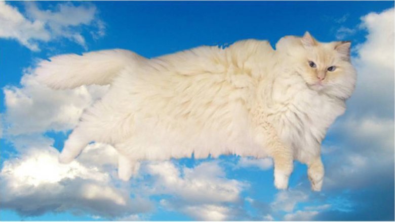 Какое классное облако в форме кота... Подождите, это и есть кот!