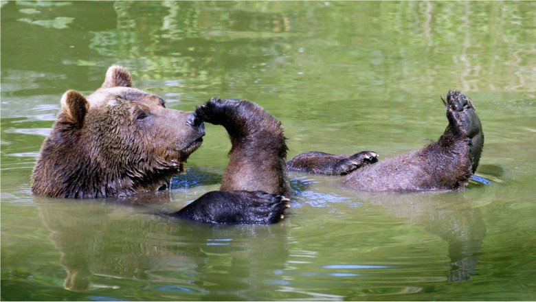 Оказывается, медведи обожают купаться