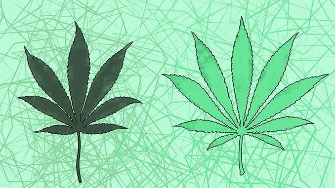 Как определяют коноплю открытие марихуаны