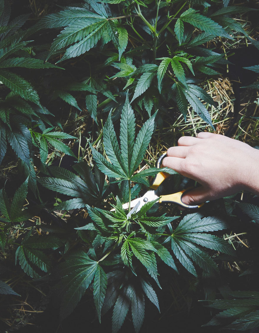 Благословение от природы: как монашки выращивают и продают марихуану (ФОТО)