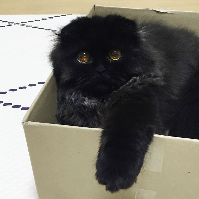Кот с самыми большими глазами завоевал сердца пользователей Instagram
