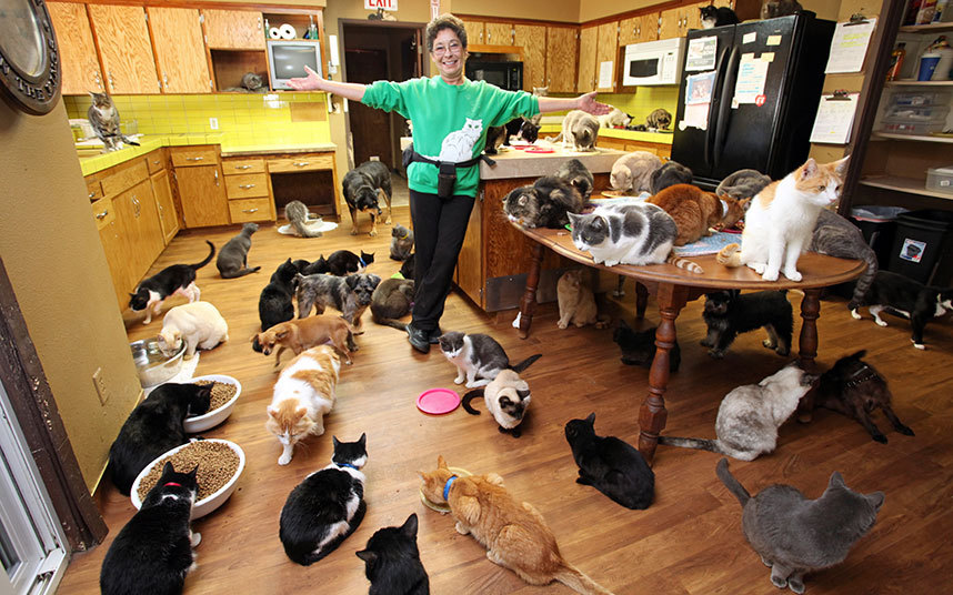 Кошкин дом: действительно независимая женщина завела более тысячи кошек