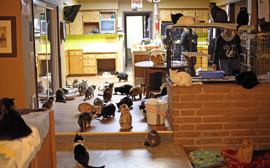 Кошкин дом: действительно независимая женщина завела более тысячи кошек