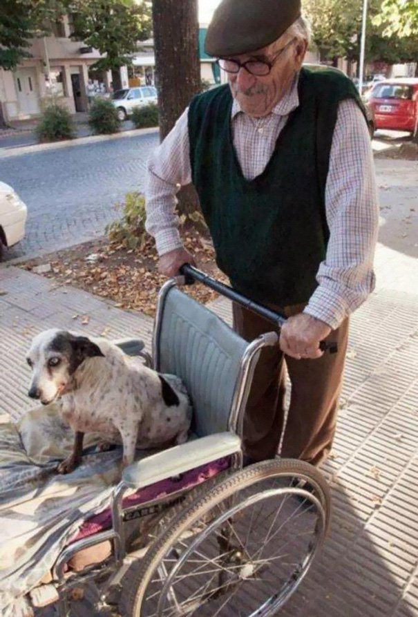 Мужчина ежедневно вывозит больную собаку на прогулку в инвалидной коляске 