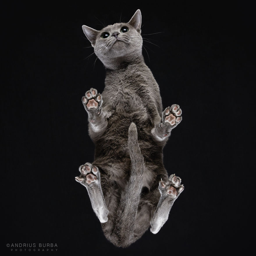 Милашность до кончиков лап: котов сфотографировали с непривычного ракурса