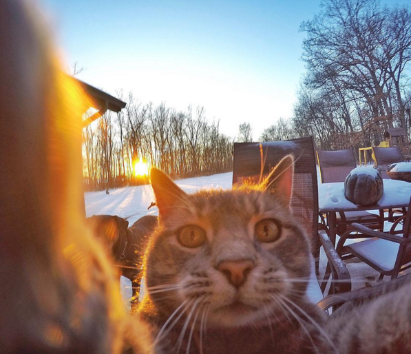 Кот делает селфи и набирает популярность в Instagram