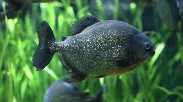 9 причин хотеть быть аквариумной рыбкой