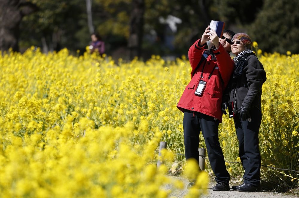 Токио расцвел яркими желтыми красками с приходом весны
