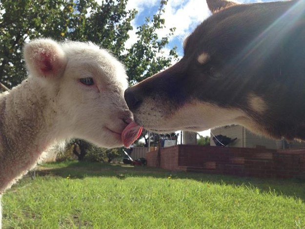 17 фото, доказывающих, что собаки могут дружить со всеми