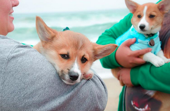 Больше 600 собак резвились на пляже, отмечая день корги