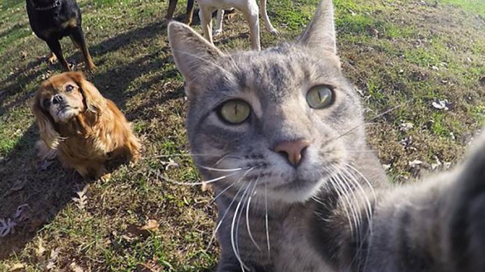 Мэнни - король кошачьего селфи
