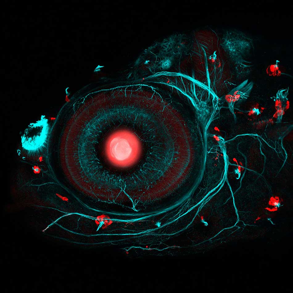 То, что внутри нас: 12 снимков победителей фотоконкурса биомедицины Wellcome Image