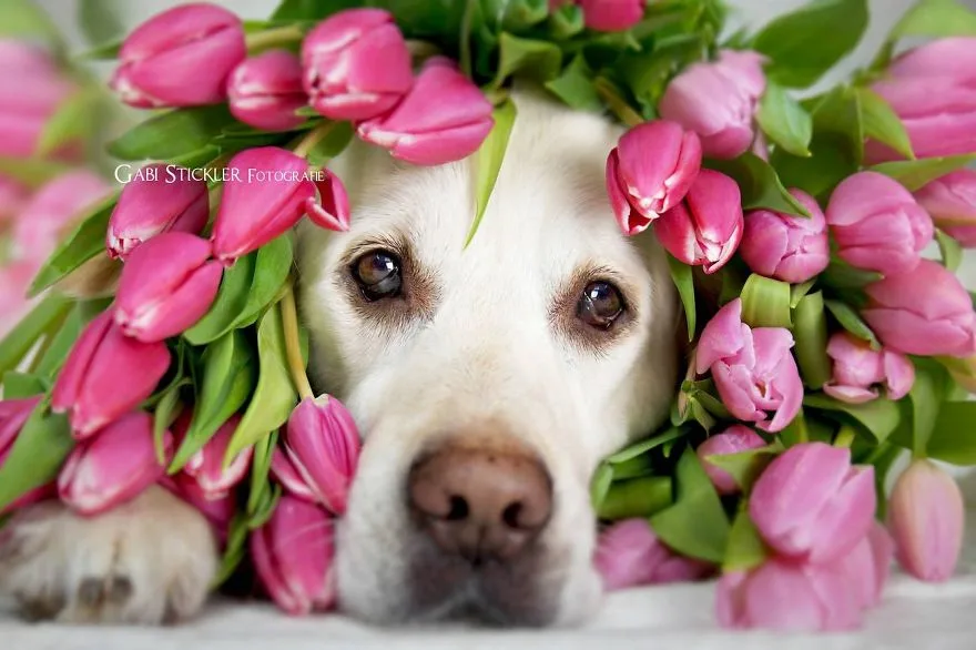 10 фото песиков, которые наслаждаются весной