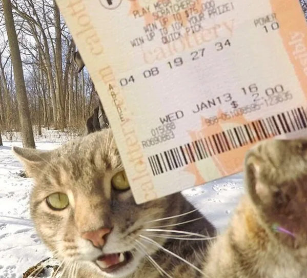 Кот делает селфи и набирает популярность в Instagram