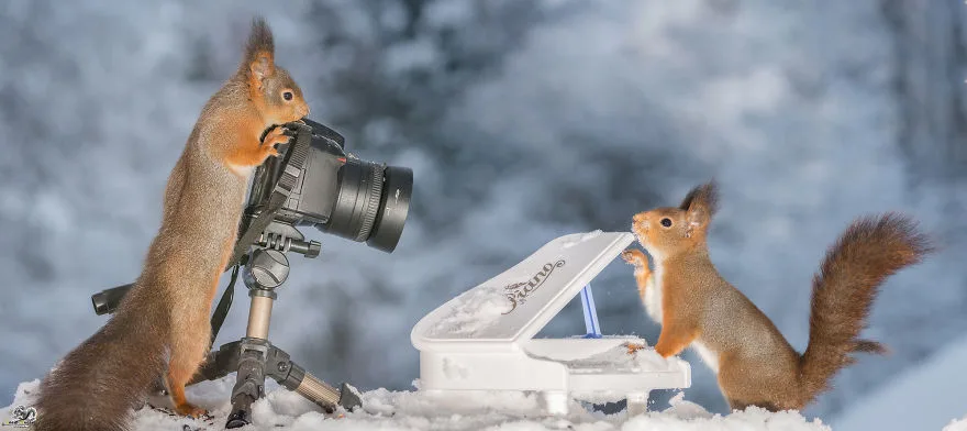 Фотограф снимает диких белок с маленькими музыкальными инструментами