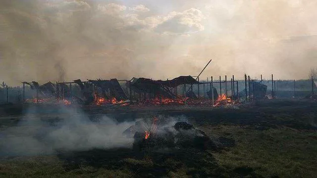 Преступление без наказания: в Украине догхантеры убивают животных