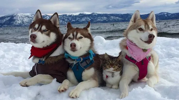 Милые животные.
