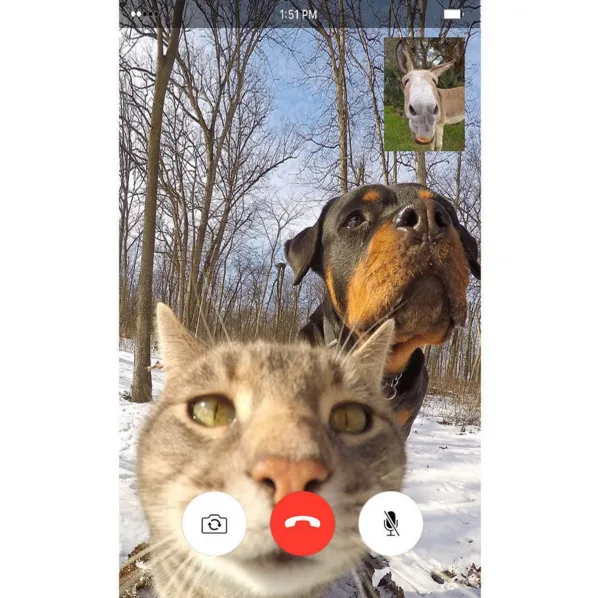 Кот делает селфи и набирает популярность в Instagram