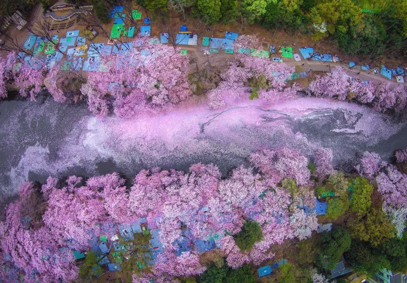 National Geographic собрал лучшие фото цветения сакуры