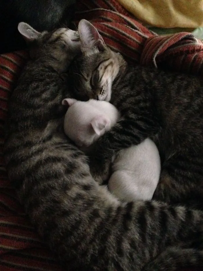 Коты усыновили щенка, которого почти съела мать