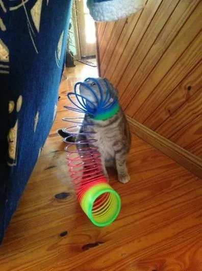 11 котов, которые явно пожалели о своих решениях