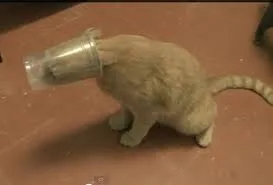 11 котов, которые явно пожалели о своих решениях