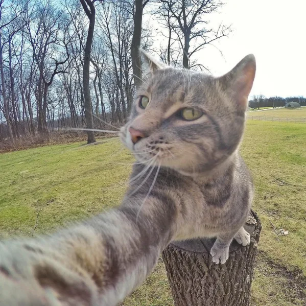 Кот делает селфи и набирает популярность в Instagram