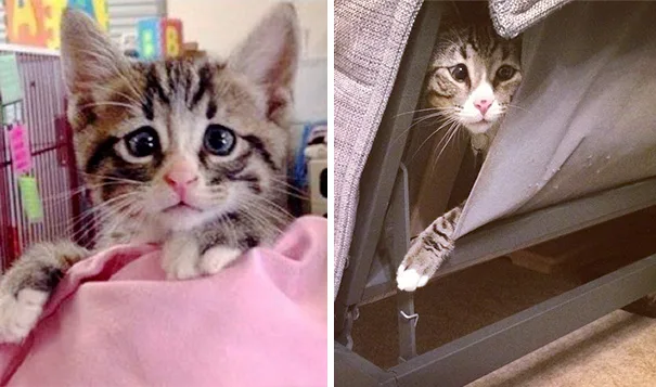 Котенок родился с обеспокоенными глазами