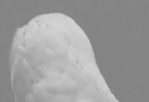 Совы кивают, чтобы создать ваш фоторобот