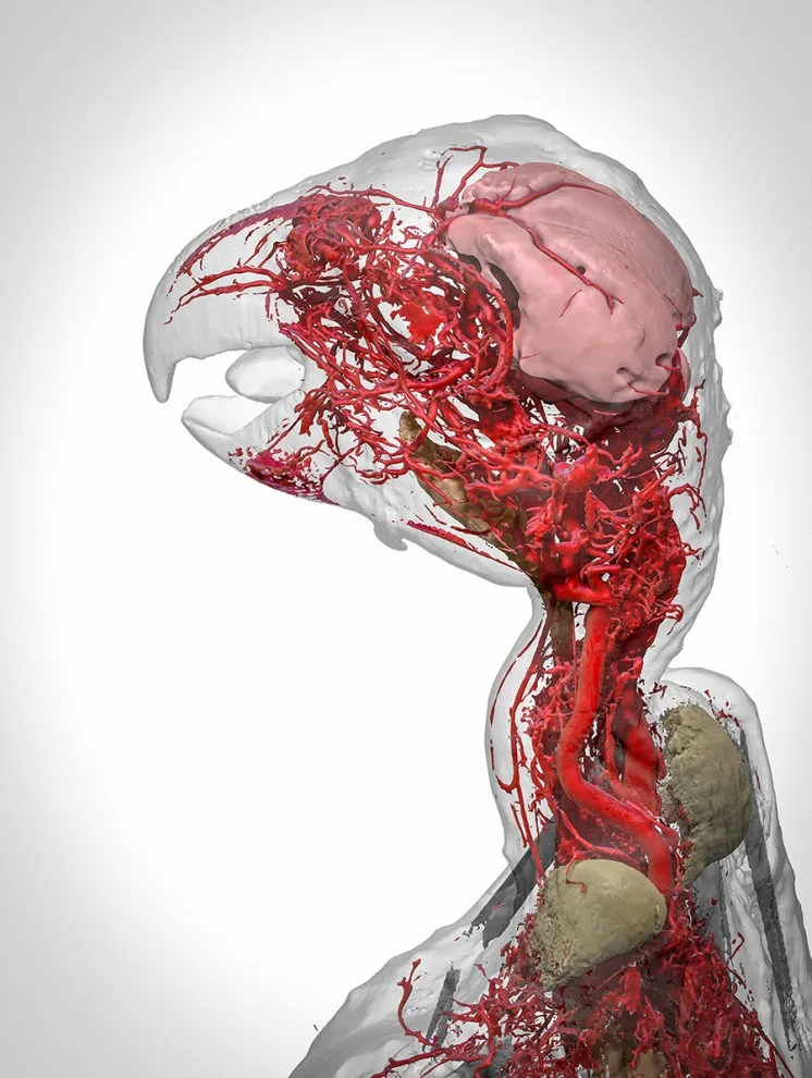 То, что внутри нас: 12 снимков победителей фотоконкурса биомедицины Wellcome Image