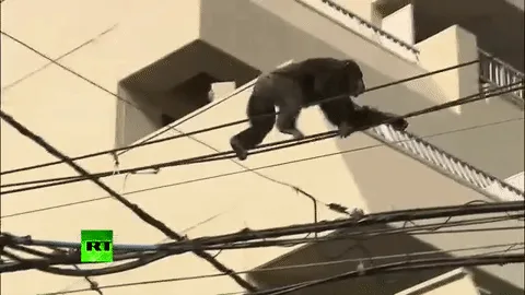 Обезьяна сошла с ума и пыталась сбежать из зоопарка
